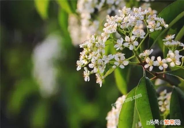 你拍过的石楠花什么样,有蜜蜂吗？