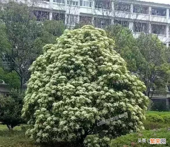 你拍过的石楠花什么样,有蜜蜂吗？