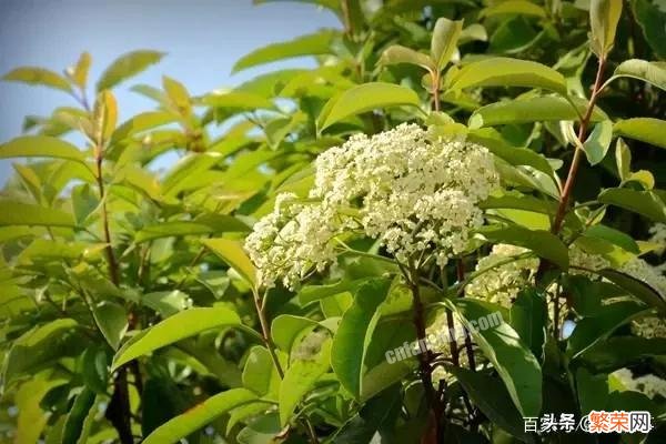 你拍过的石楠花什么样,有蜜蜂吗？