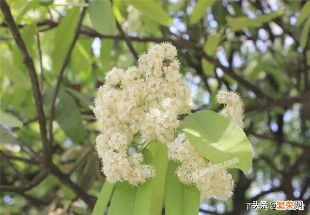 你拍过的石楠花什么样,有蜜蜂吗？