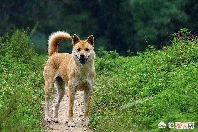 如果把我国的中华田园犬放到非洲大草原,那么中华田园犬会活吗？为什么？