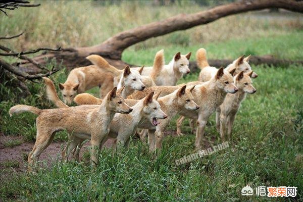 如果把我国的中华田园犬放到非洲大草原,那么中华田园犬会活吗？为什么？