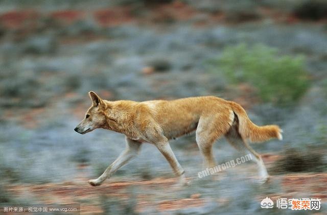 如果把我国的中华田园犬放到非洲大草原,那么中华田园犬会活吗？为什么？