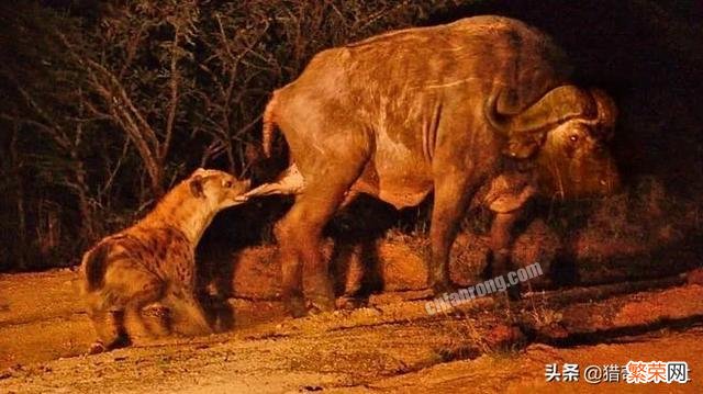 斑鬣狗和狼哪个比较厉害？