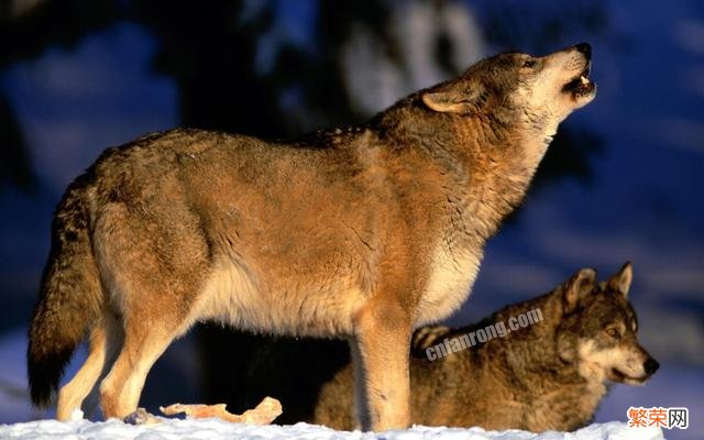 斑鬣狗和狼哪个比较厉害？