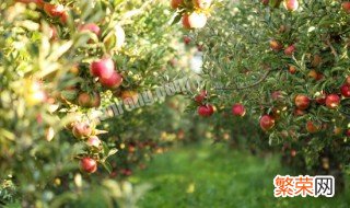生物有机肥在果树上的用量及方法有哪些 生物有机肥在果树上的用量及方法