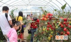 无子西瓜和无子番茄培育过程的区别和联系 具体是什么不同