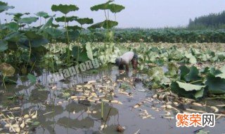 池子藕种植方法 池子藕种植方法图解