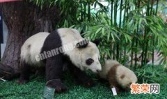 野生大熊猫只有中国才有吗 中国现在有野生大熊猫吗