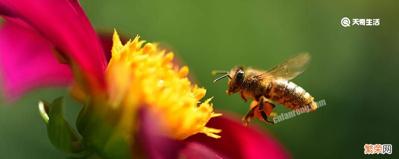 蜜蜂喂白糖能产蜂蜜吗 蜜蜂喂白糖还能产蜜吗