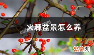 火棘怎么养 盆栽火棘怎么养