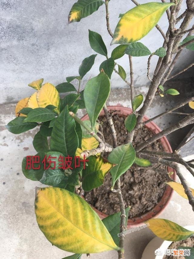 栀子花叶子发黄,叶脉黄黑,掉落叶子怎么办？