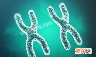 染色体怎么检查 关于染色体的检查