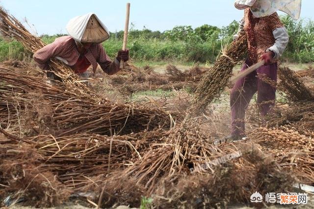 农村的田间地头边角之地,都爱种植一些芝麻,芝麻如何种植管理？