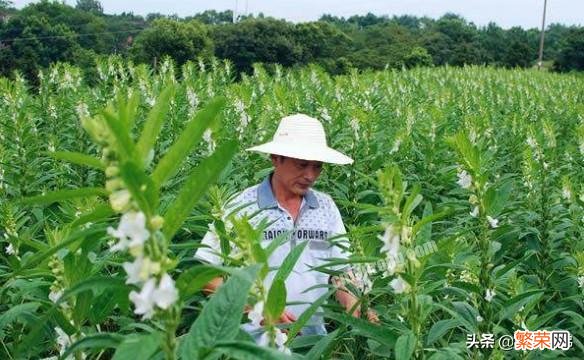 芝麻丫要不要除去？