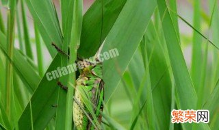 北方粽叶是什么植物的叶子哪几种 北方粽叶是什么植物的叶子