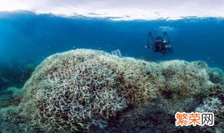 珊瑚礁是形成条件地理知识 珊瑚礁是形成条件地理知识吗