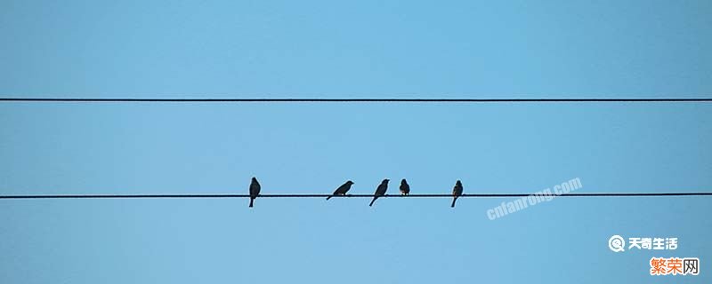 小鸟为啥站在高压线上不触电 小鸟站在高压线为什么不会触电