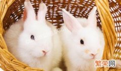 小白兔吃什么 小白兔吃如下7种食物