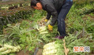 莴笋的种植方法和技巧图片 莴笋的种植方法和技巧