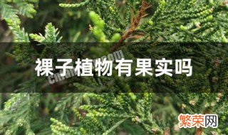 常见的裸子植物 常见的裸子植物介绍