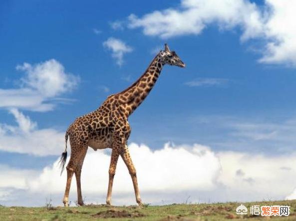 世界上最“高”的动物是哪些？