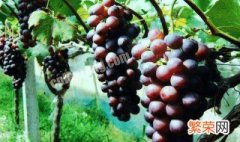 什么树可以嫁接葡萄 想自己种葡萄