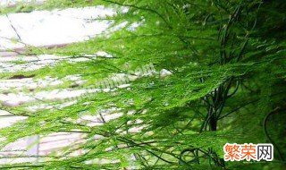 文竹怎样分株 两个动作就可以搞定了