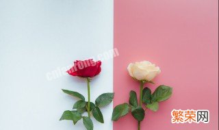 红玫瑰的花语是什么 红玫瑰是什么花语