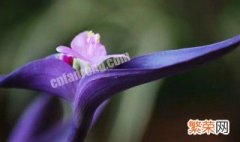 紫罗兰怎么繁殖紫罗兰的播种方法 紫罗兰的繁殖方法有哪些