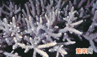 珊瑚虫是什么动物门 珊瑚虫是什么动物
