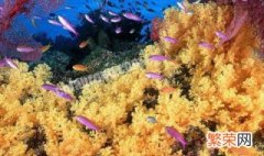 珊瑚礁是怎么形成的 珊瑚礁是怎么形成的条件