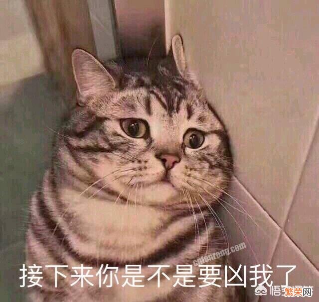 哪些表情包比较萌？