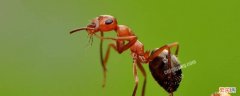 家里有蚂蚁怎么办才能除根 家里为什么有蚂蚁怎么办能除根