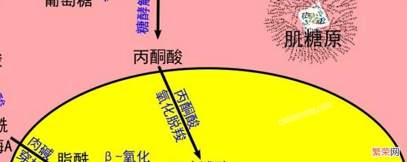 肌糖原可以分解吗 肌糖原怎样才能被分解