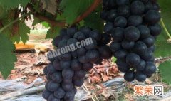巨峰葡萄和夏黑葡萄怎么区分 巨峰葡萄和夏黑葡萄的区别