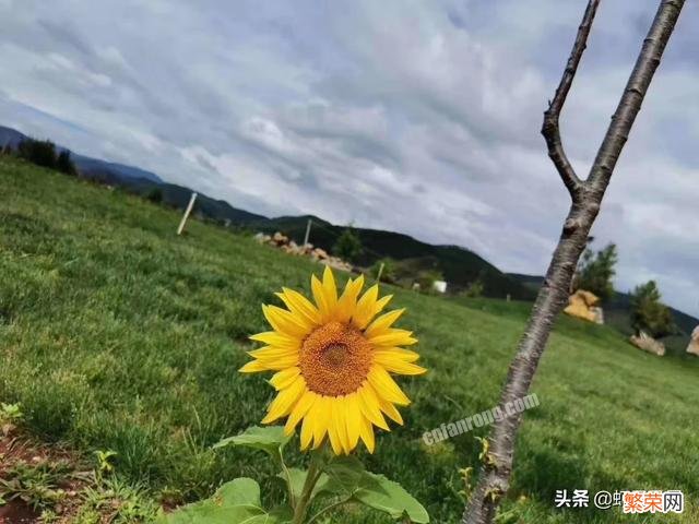 西安的向日葵花田在哪里？