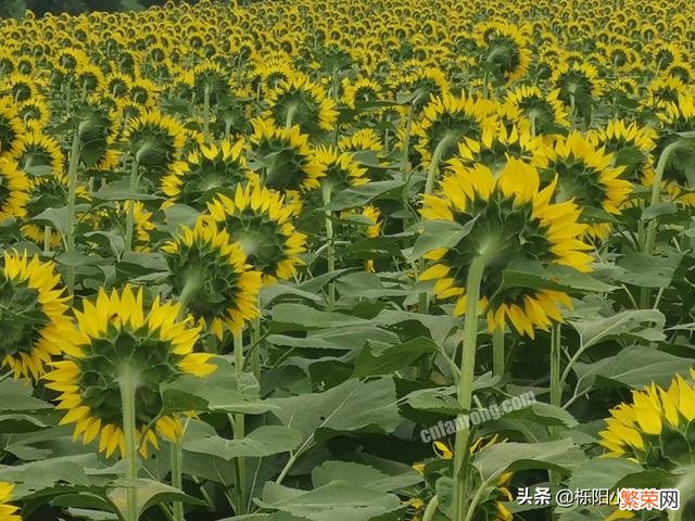 西安的向日葵花田在哪里？