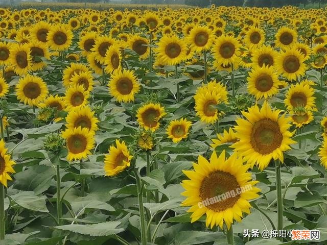 西安的向日葵花田在哪里？