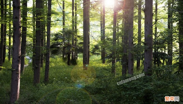 家具海棠木是什么木质 海棠木是什么木材