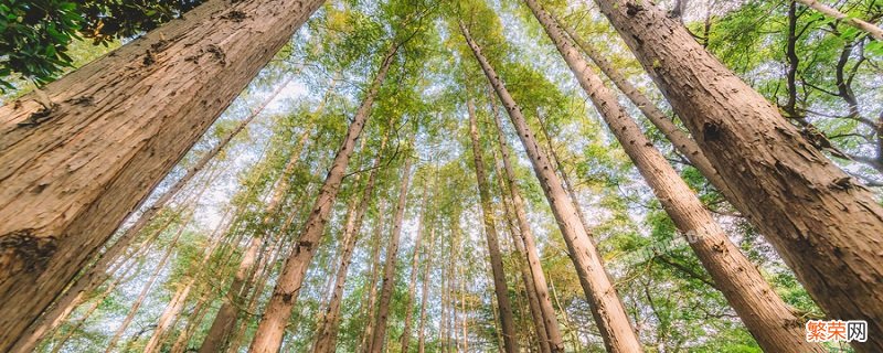 家具海棠木是什么木质 海棠木是什么木材