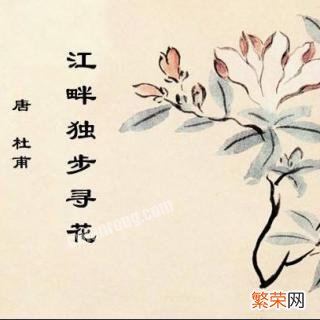 《江畔独步寻花》写的是什么花？