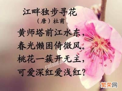 《江畔独步寻花》写的是什么花？