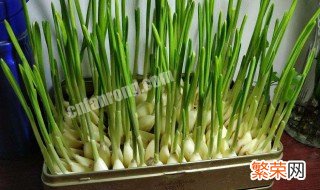 种大蒜观察日记带画图 种大蒜观察日记