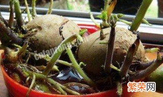 水培土豆最佳方法图片 水培土豆最佳方法