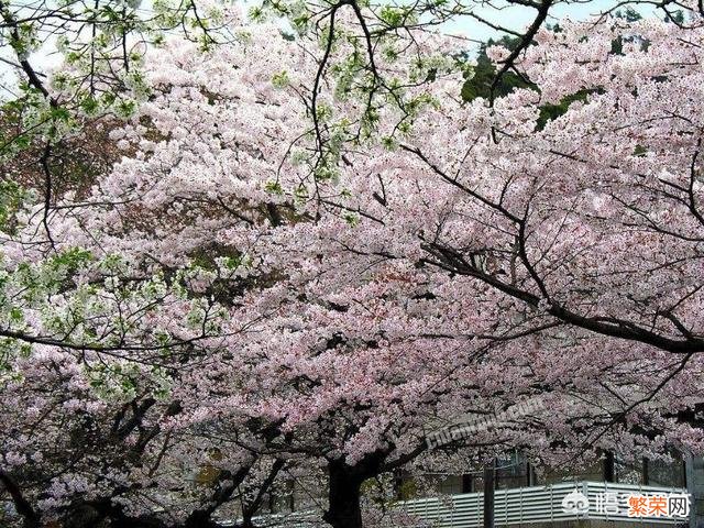 国内有哪些樱花非常美的地方？