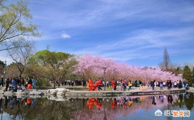 国内有哪些樱花非常美的地方？