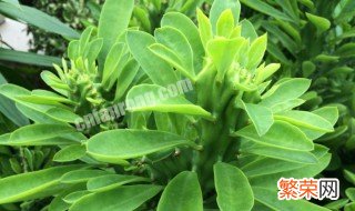 麒麟的养法 生长期多少