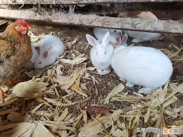 在农村养殖肉兔怎么样？