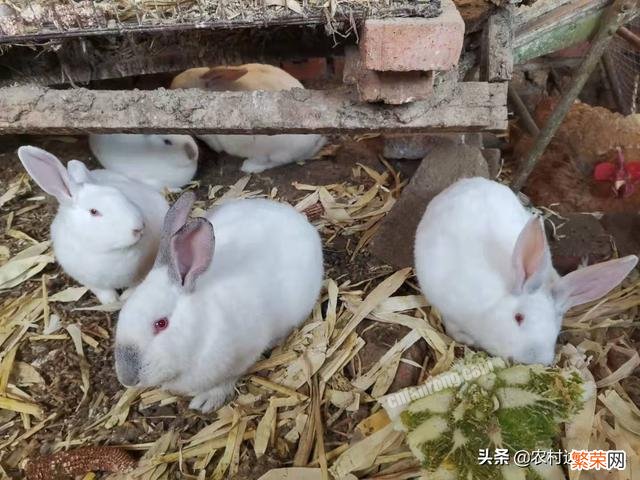 在农村养殖肉兔怎么样？